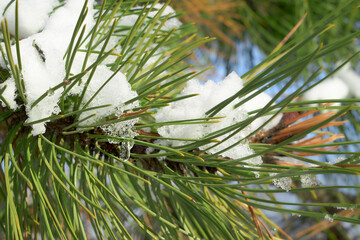Coniferous trees covered with snow.