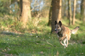 Dog running in the grass
