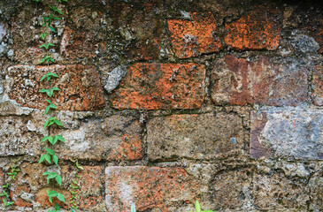 Old medieval wall covered by ivy