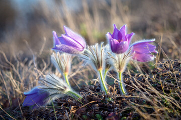 Pasque flower on a meadow