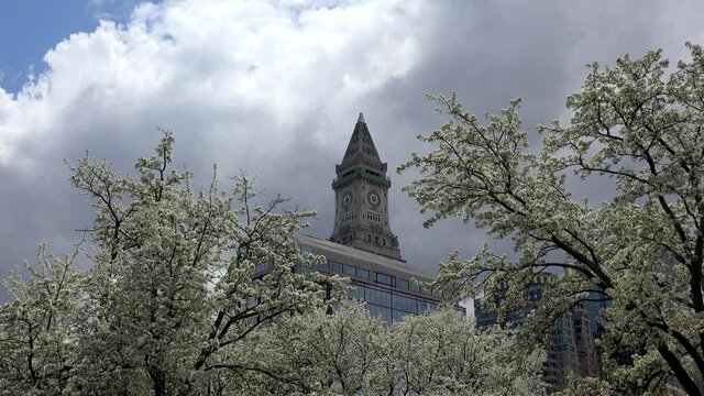 Boston Financial District custom tower through the blooming sakura in spring. Massachusetts, USA