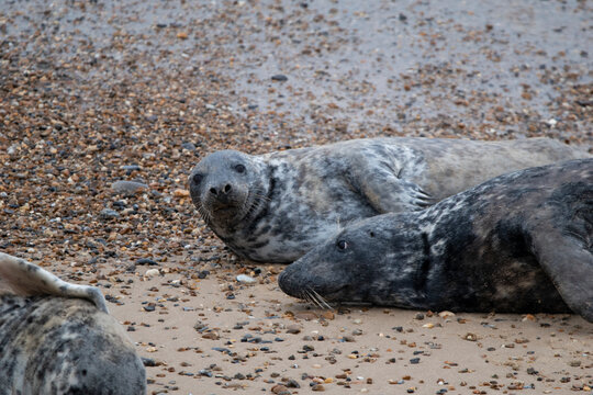 Grey seals on the beach at Horsey Gap in Norfolk