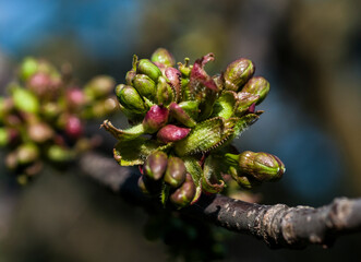 Kirschblütenknospen