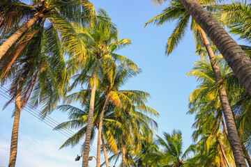 Fototapeta na wymiar Palm trees near the sea on beautiful tropical beach