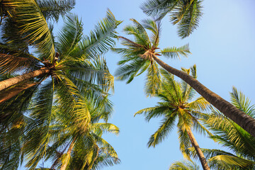 Palm trees near the sea on beautiful tropical beach