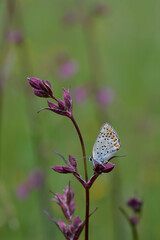 Small butterfly on a red campion flower in nature