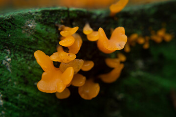 yellow mushrooms in the form of chewy gums