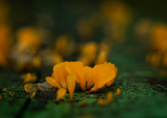 mushrooms in the form of chewy gums