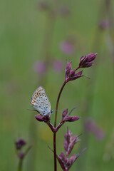 Small butterfly on a red campion flower in nature