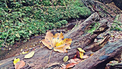 Fototapeta premium maple leaf