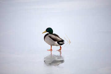 Stockente im Winter auf zugefrorenem See