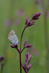 Small butterfly on a red campion flower in nature