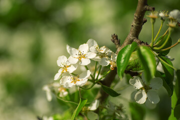 spring white blossom apple tree flowers