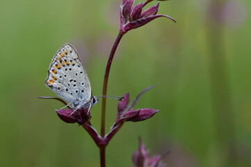 Small butterfly on a red campion flower in nature