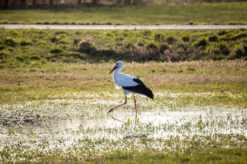 Storch auf der Wiese