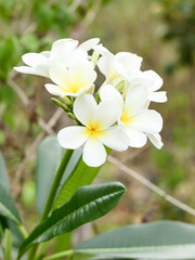 Obraz premium Close up of beautiful Plumeria flowers