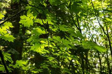 Fototapeta na wymiar Bright green maple leaves lighted up with sun light