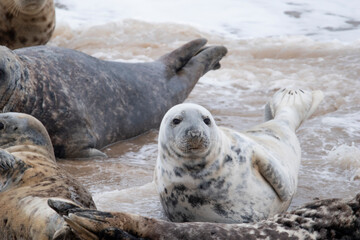 Fototapeta premium Grey seals on the beach at Horsey Gap in Norfolk