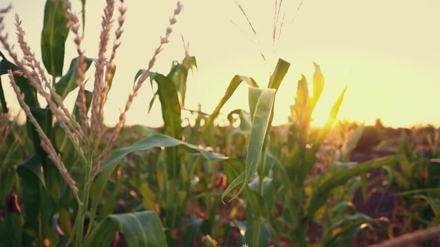 Sunset over the cornfield. Shimmering sunbeams behind the cornfield stalks. Cornfield plants with sun backlight. Agriculture. The sun sets over the horizon. Twilight. The evening landscape.	