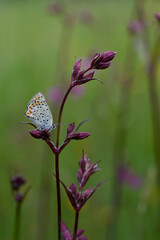 Small butterfly on a red campion flower in nature