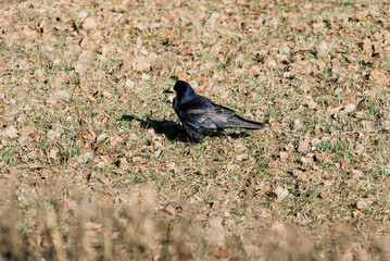 Crows making nests in trees in early April. Ornithology concept. Classic blue sky background.