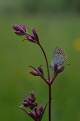 Small butterfly on a red campion flower in nature