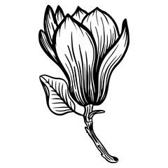 Trendy doodle illustration with black magnolia outline. Spring flower hand drawn vector illustration. Black and white with line art on white backgrounds