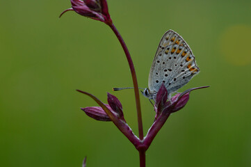 Small butterfly on a red campion flower in nature