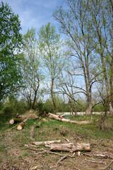 Fototapeta premium fiume oglio