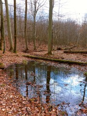 autumn in the forest