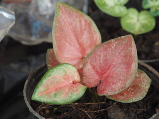 caladium bicolor leaves in pot qeen of leaves 