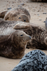 Grey seals at Horsey Gap in Norfolk