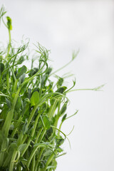 Young microgreen pea sprouts close up