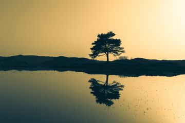 Obraz na płótnie Canvas tree on the lake