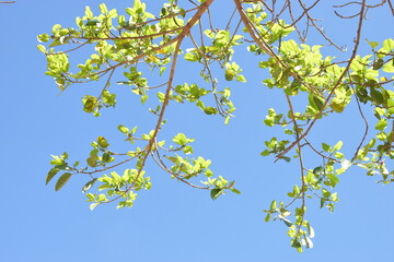 cielo azul con rama de árbol natural, paisaje con naturaleza