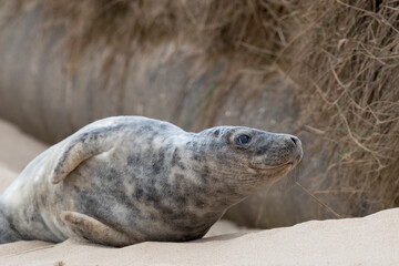 Obraz premium Adorable grey seal pup on the beach at Horsey Gap, Norfolk, during spring/winter 2021