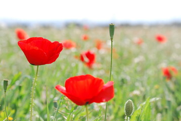 Red Poppy Flowers in Field
