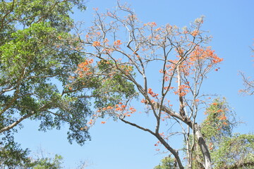 Paisaje, con árbol de flores narajadas, cielo azul y ramas verdes.