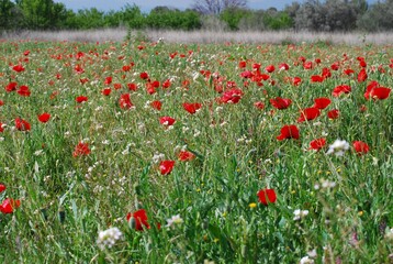 Red Floral Poppies in Field 