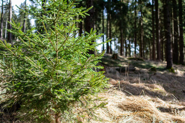 Young conifers in the forest. Green fir tree nearby. Green spruce hike in the spring forest. Reclamation of nature reserves. Reforestation in the evergreen jungle. New life.