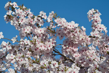 Pink japanese blossom with a clear blue sky background photo