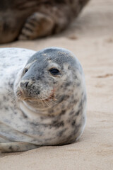 Adorable grey seal pup on the beach at Horsey Gap, Norfolk, during spring/winter 2021