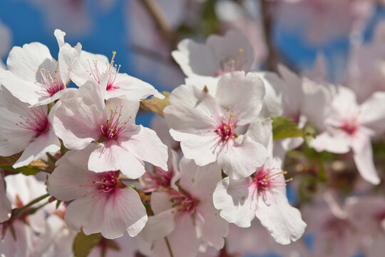 Macro photo from cherry blooming blossom in the spring with a blue background