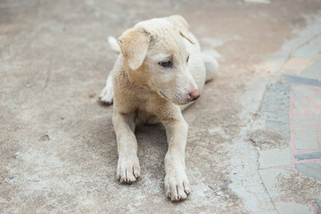 Obraz na płótnie Canvas Cute Indian Street Dog - White Puppy 