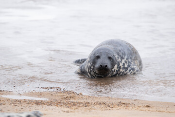 Grey seals at Horsey Gap in Norfolk