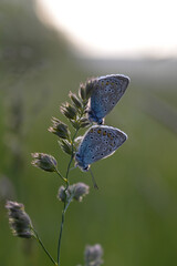 Two common blue butterflies on a plant in nature close up