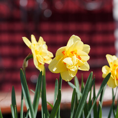 Fototapeta premium (Narcissus X hybridus) Alignement de narcisses à fleurs doubles aux pétales jaune or au coeur vermillon sur de hautes tiges