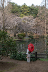 日本の桜と着物を着た女性
