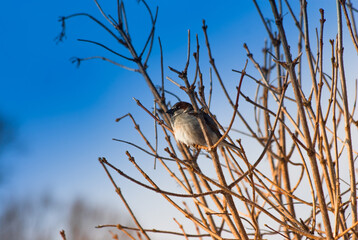 One young house sparrow sitting on a branch