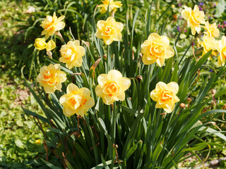 Fototapeta premium (Narcissus) Narcisse ou jonquille à fleurs doubles à floraison décorative bicolore, jaune or au coeur orange foncé ou vermillon sur de hautes tiges linéaires vert moyen